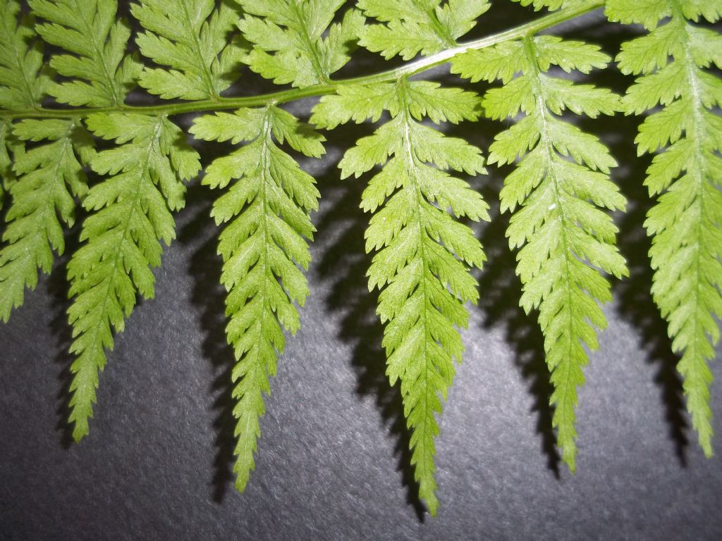 pteridofita - Asplenium sp.